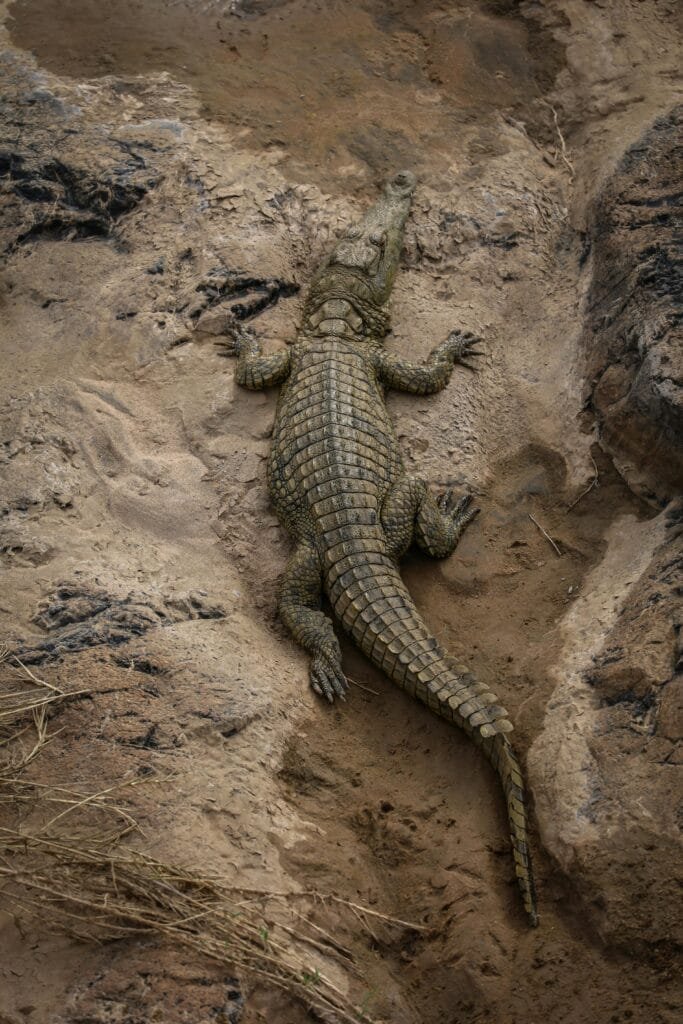 Cocodrilo grande que esta en el suelo lleno de lodo y tierra, rodeado de pasto seco y rocas